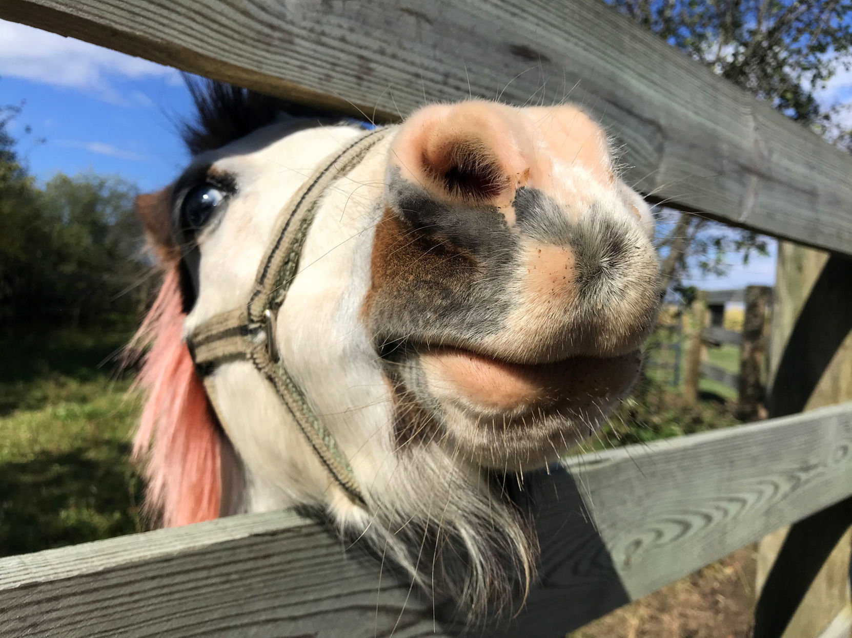 Penny's Country Farm 7